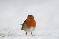David Plant Photography - Wildlife Photographer - Robin with snow - J